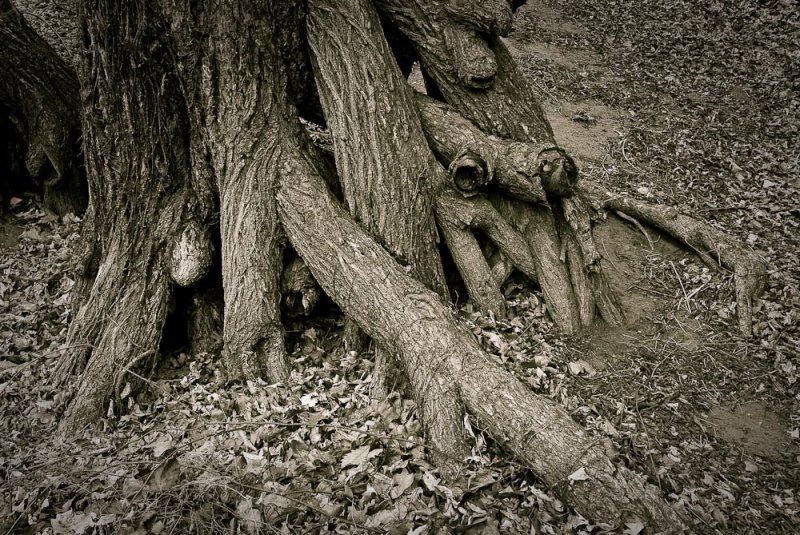 Tree Roots