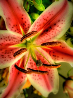 Flora