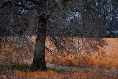 Tree and Grass