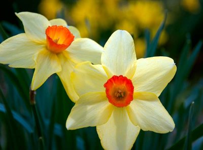 First Sign of Spring