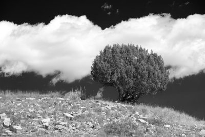 Tree and Cloud