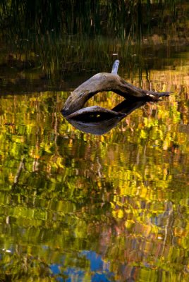 Autumn Reflections