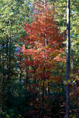 20071031-20071031-_DSC1046.jpg