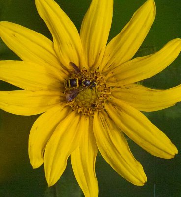 flowerbug.jpg