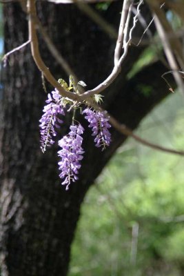 flowers04.jpg