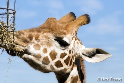 Animals 0006.jpg