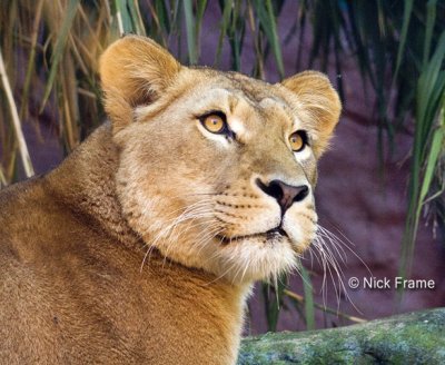 Animals 0016.jpg