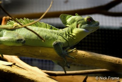 Animals 0025.jpg