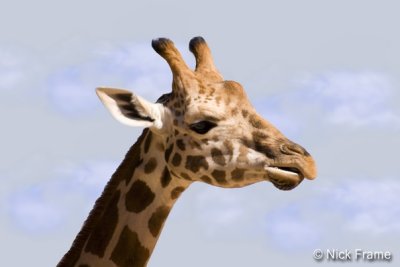 Animals 0029.jpg
