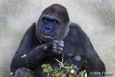 Animals 0033.jpg
