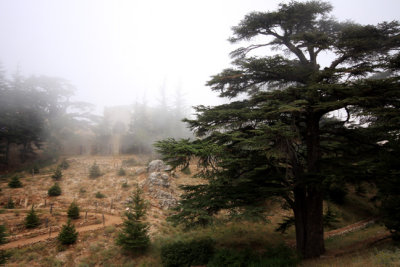 Ancient Cedars - Symbol of Lebanon