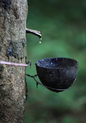 Rubber tree - rubber tapping