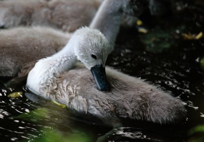 Baby swan :-)