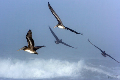 Pelicans Flight