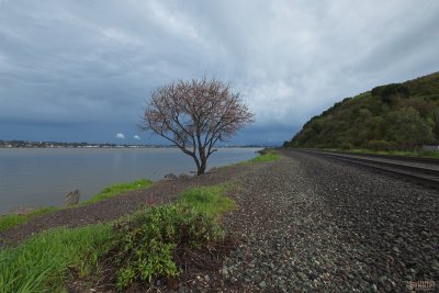 Lone Plum Tree