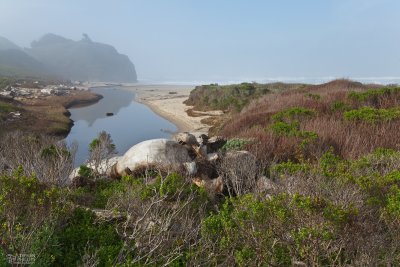 Pomponio Creek Enters the Beach