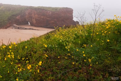 Fog & Flowers Above the Sea