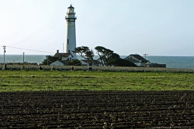 Farming by Pigeon Point Lighthouse