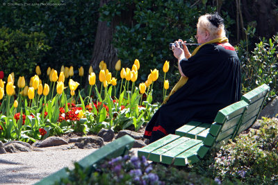 Capturing the Joy of Tulips
