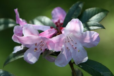 Rhododendron Light