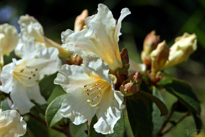 Rhododendron in White