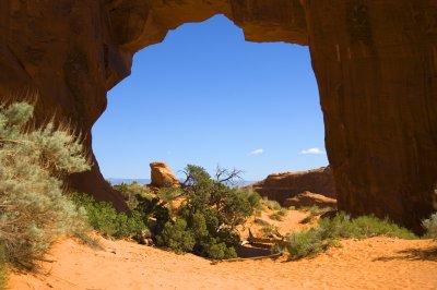 Pine Tree Arch