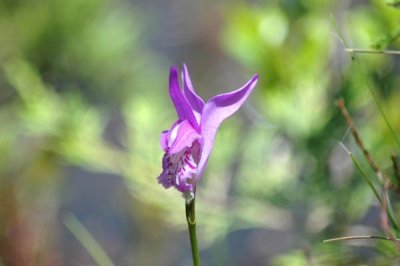 Dragons Mouth Orchid