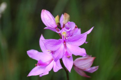 Grass Pink Orchid
