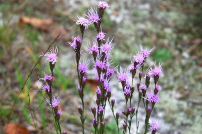 Silvery Aster