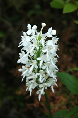 White Fringed Orchid