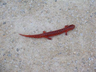 Eastern Mud Salamander