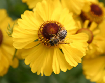 Bee on helenium