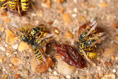 Common wasps