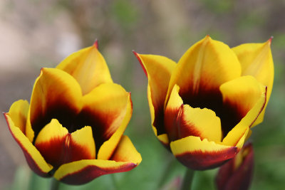 Tulips.