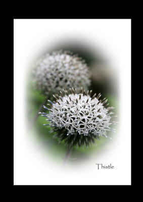 Globe thistle.