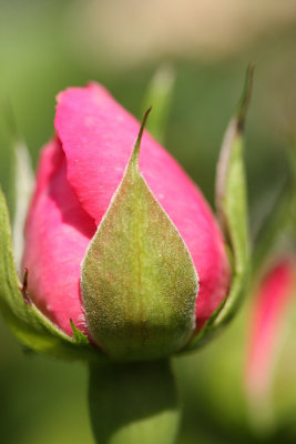Pink rose bud.