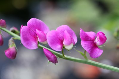 Perenial Sweetpea