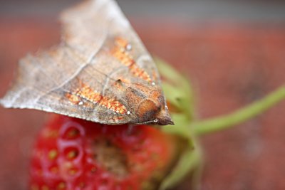 Herald. Scoliopteryx Iibtrix