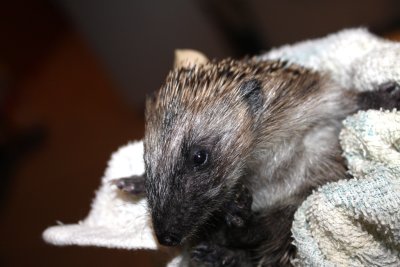 Baby Hegdehog