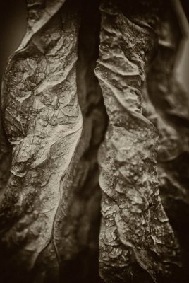 Old-Leaf_3.jpg