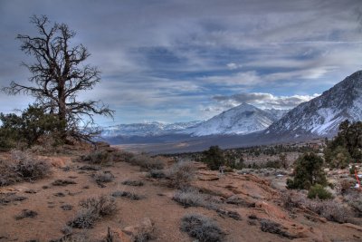 Swall Meadows to Tom_w_tree.jpg