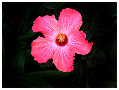 flower.jpg