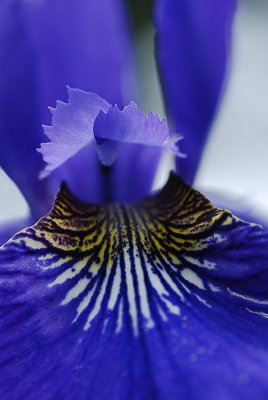 Flower Macro 4.jpg