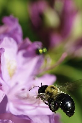 Flower Macro 10.jpg