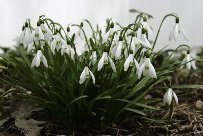 Flower Macro 11.jpg