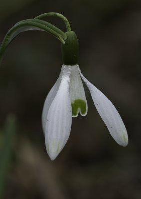 Flower Macro 12.jpg