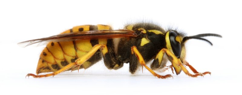 German Wasp (Queen)