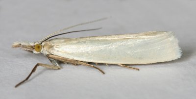 1302 Crambus perlella