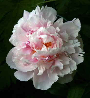 Paeonia 'Lady Alexander Duff'