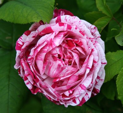 Rosa 'Ferdinand Pichard'